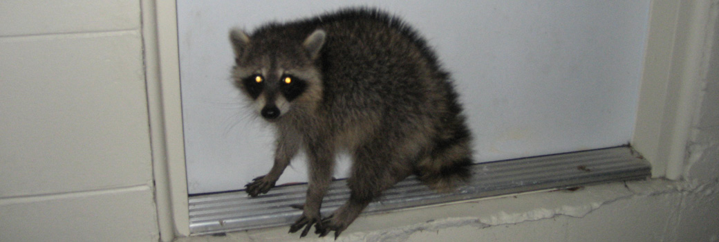 how to catch a raccoon in your house